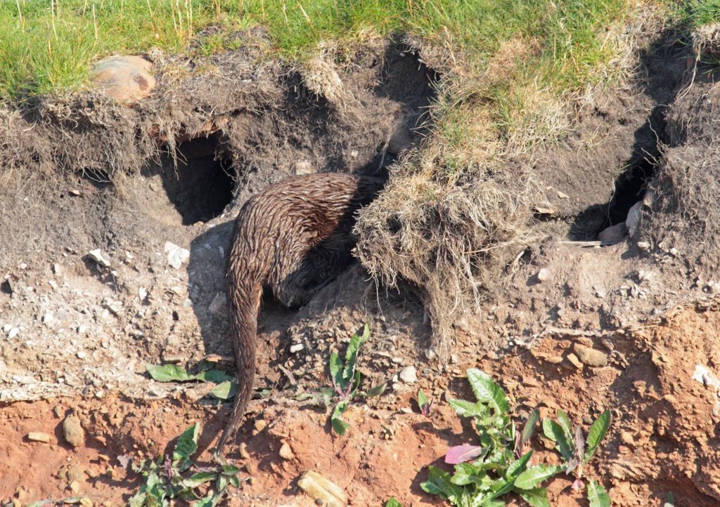 Do Otters Eat Rabbits? Otter digging through rabbit den