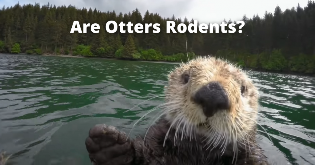 Are Otters Rodents? - Nocturnal Animals