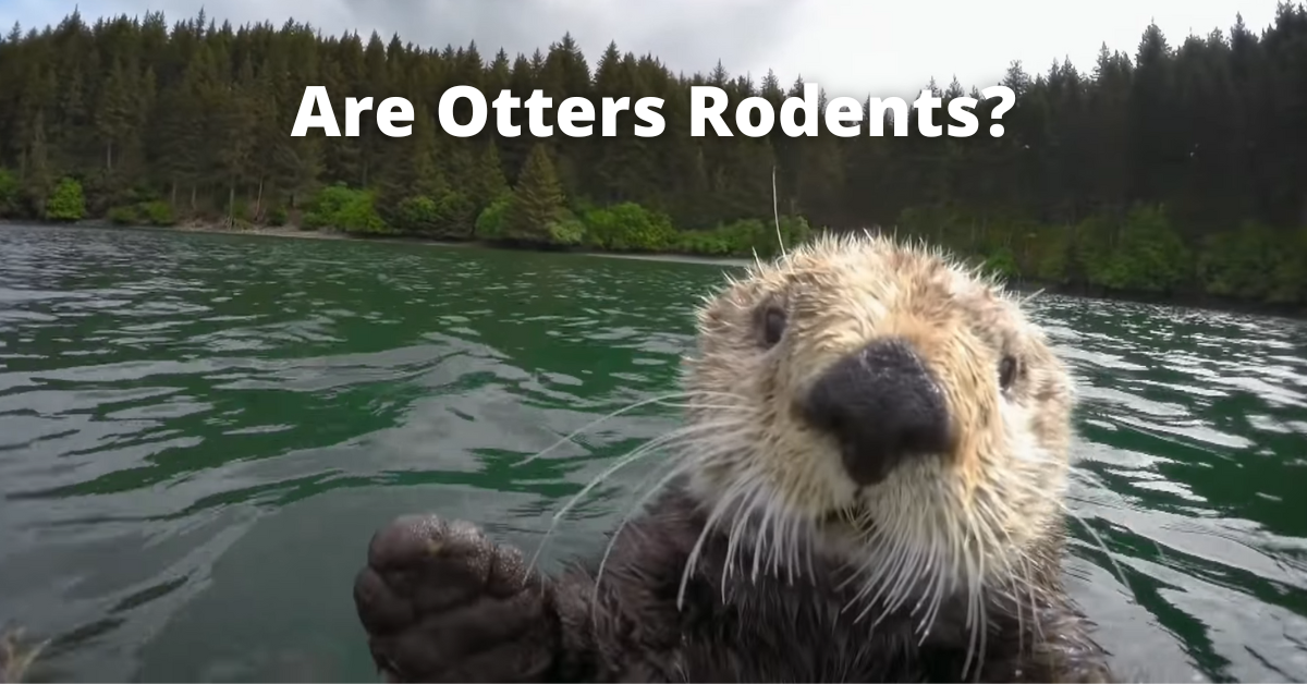 Are Otters Rodents?