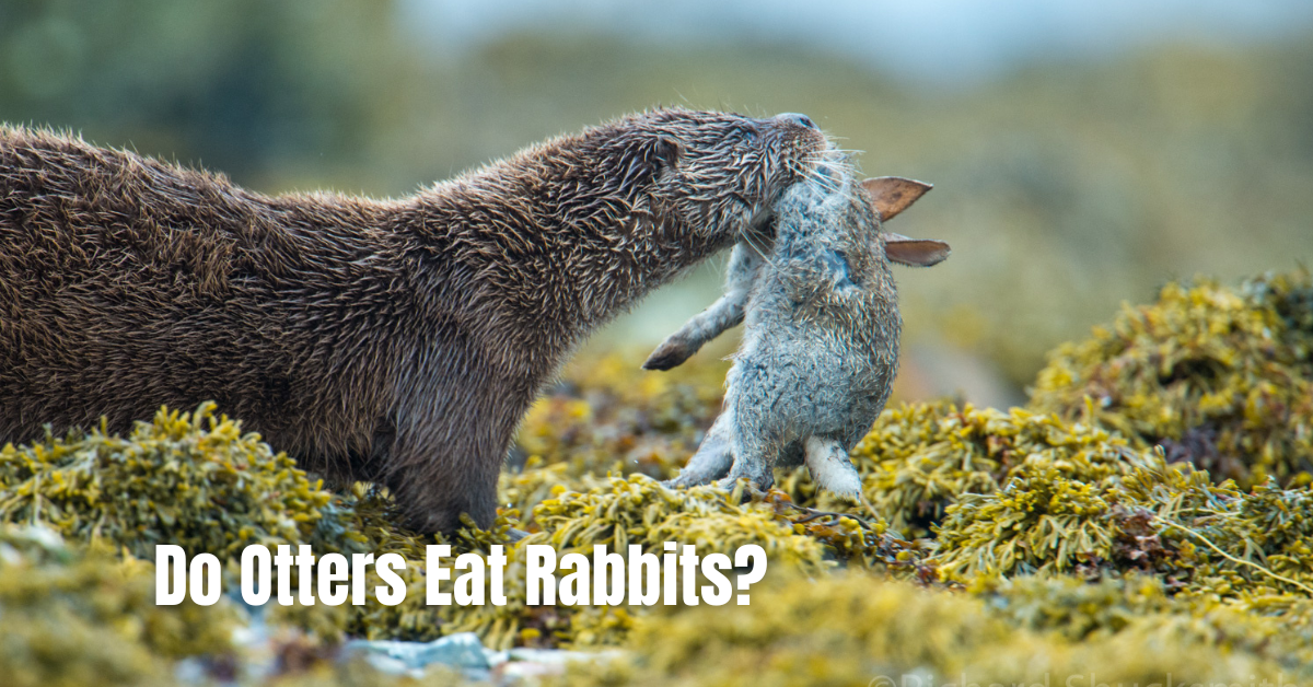 Do Otters Eat Rabbits?