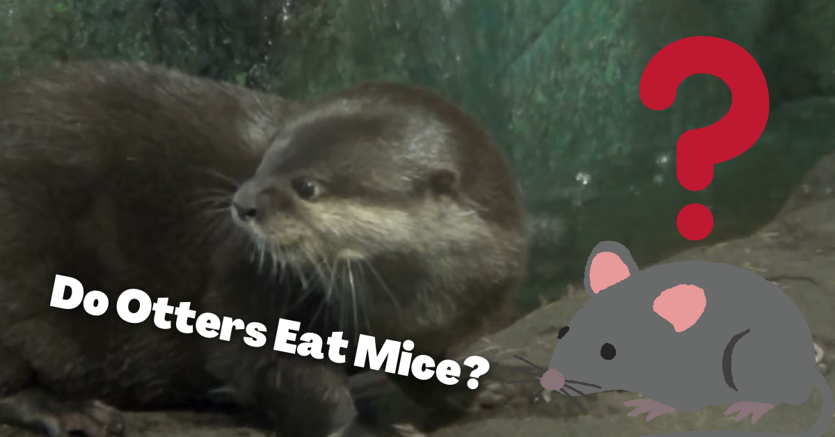 Do Otters Eat Mice?