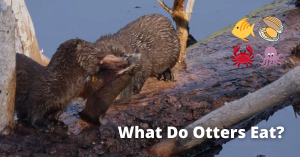 Otters Diet - What Do Otters Eat? - Nocturnal Animals