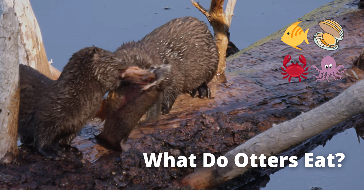 What Do Otters Eat?