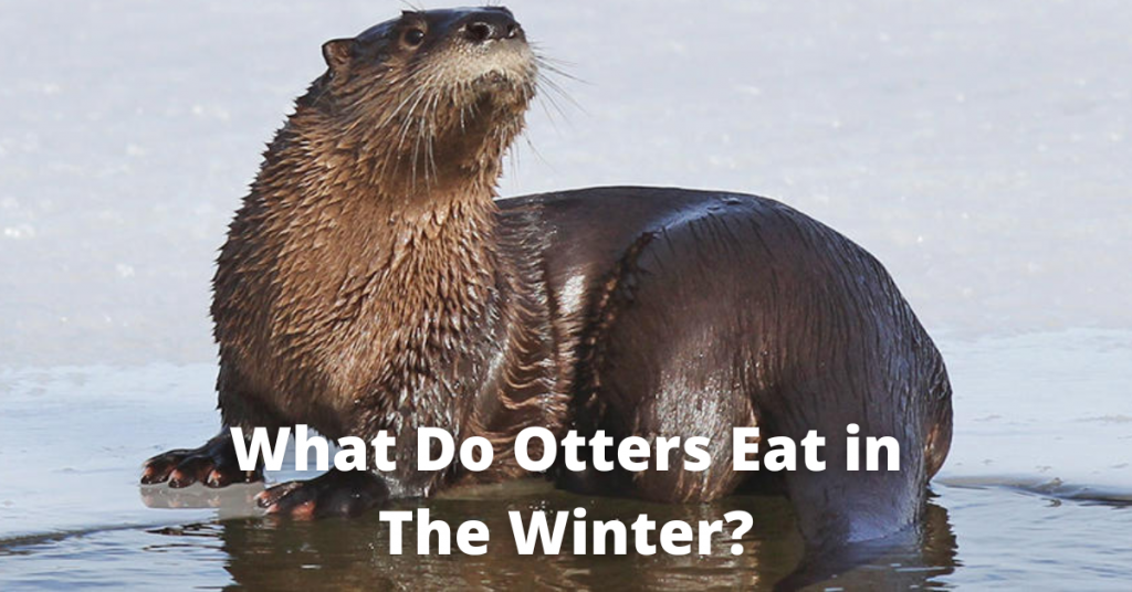 What Do Otters Eat in the Winter?
