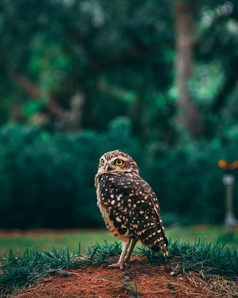 Small owl