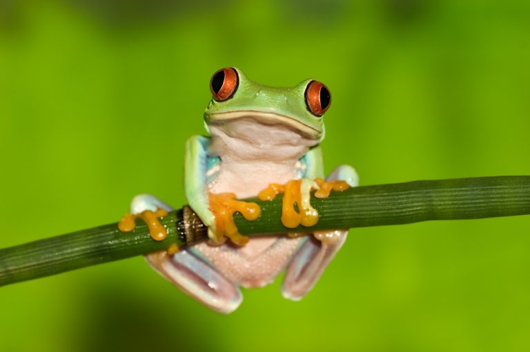 Red-Eyed Tree Frog Facts - Nocturnal Animals