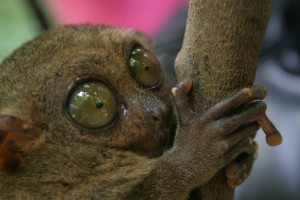 Tarsier