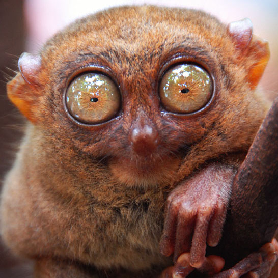 Tarsier Eyes