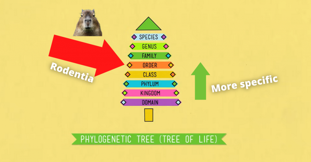 Taxonomies Explained