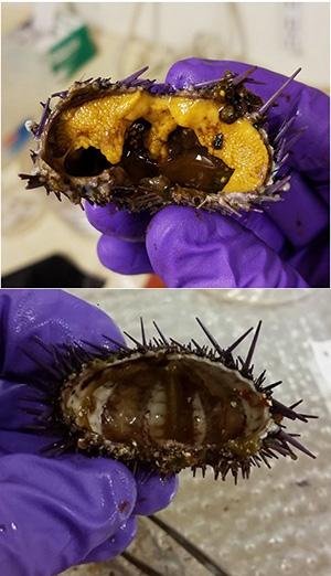Healthy vs starved sea urchin