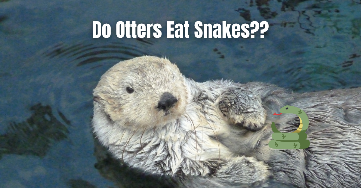 Do Otters Eat Snakes??