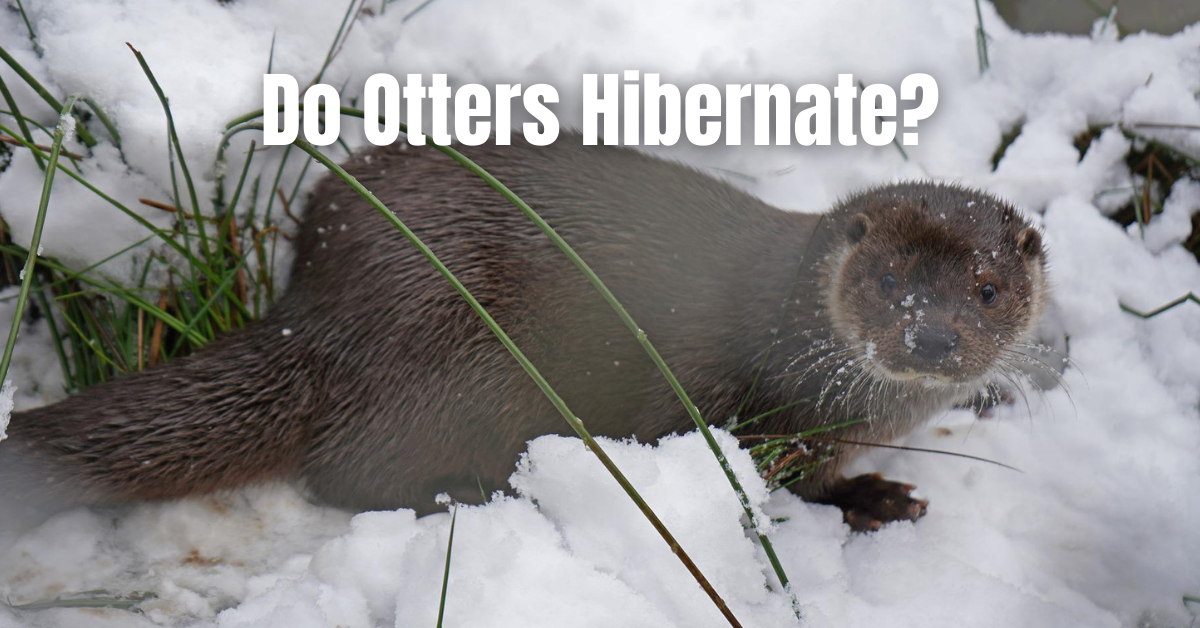 Do Otters Hibernate?