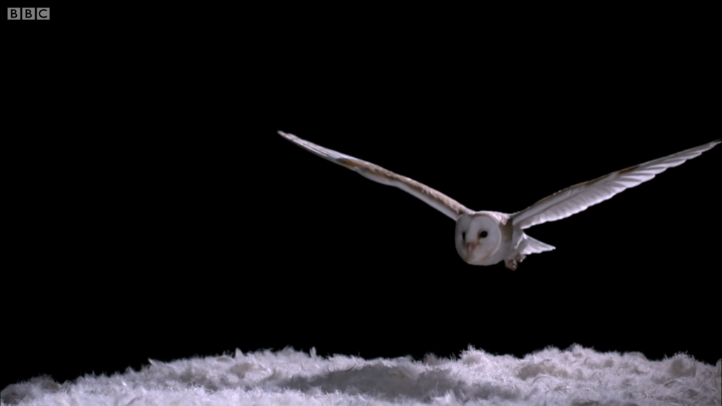 Owl flying silently