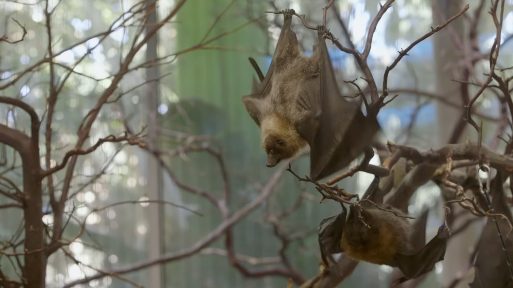 Bats are important pollinators and help to spread fruit seeds