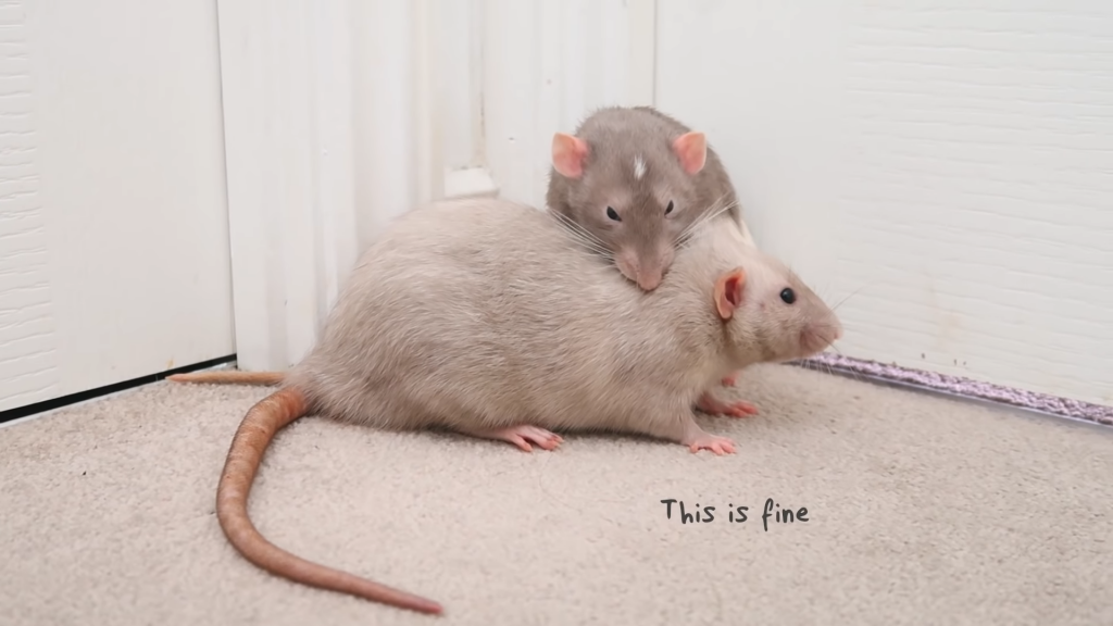 Rats grooming