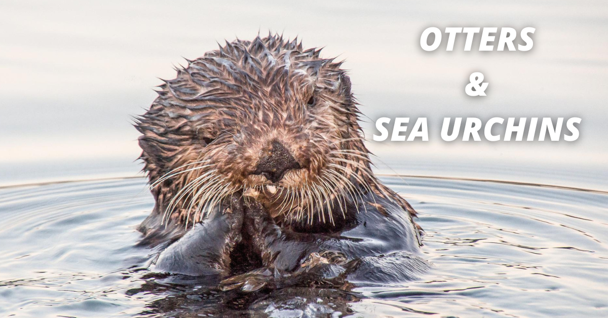 Do Otters Eat Sea Urchins