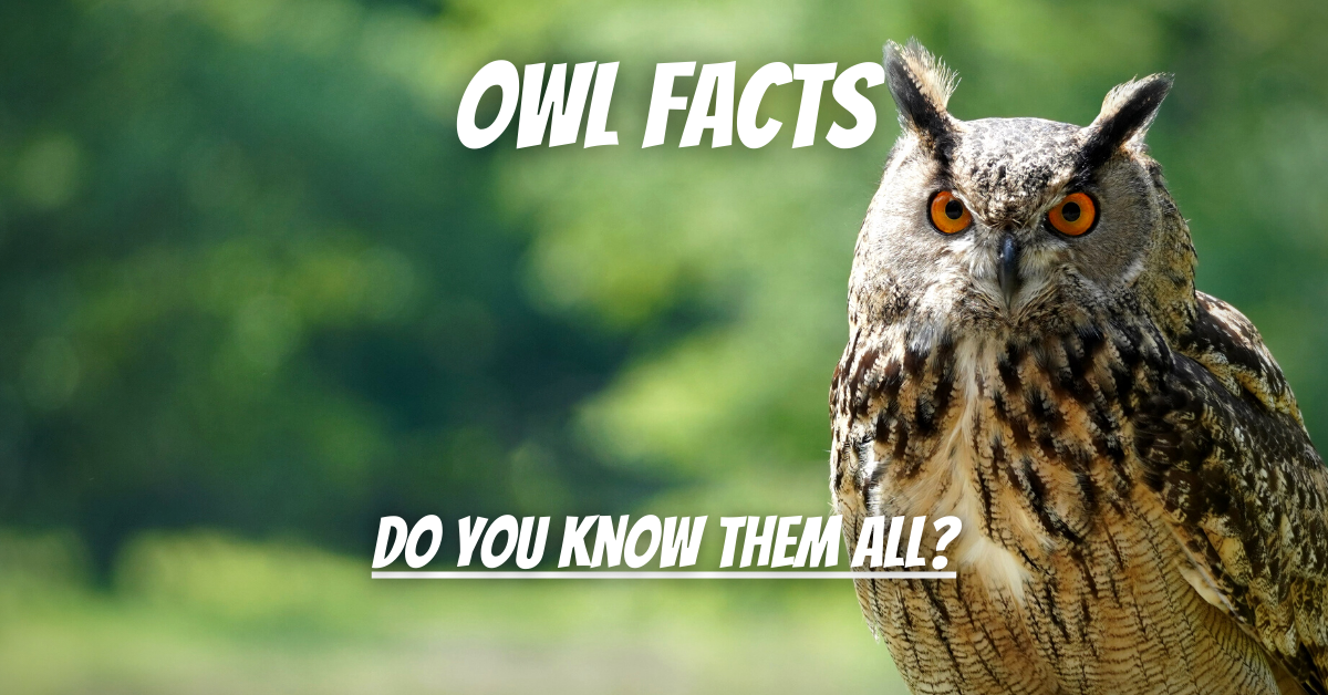 OWL FACTS