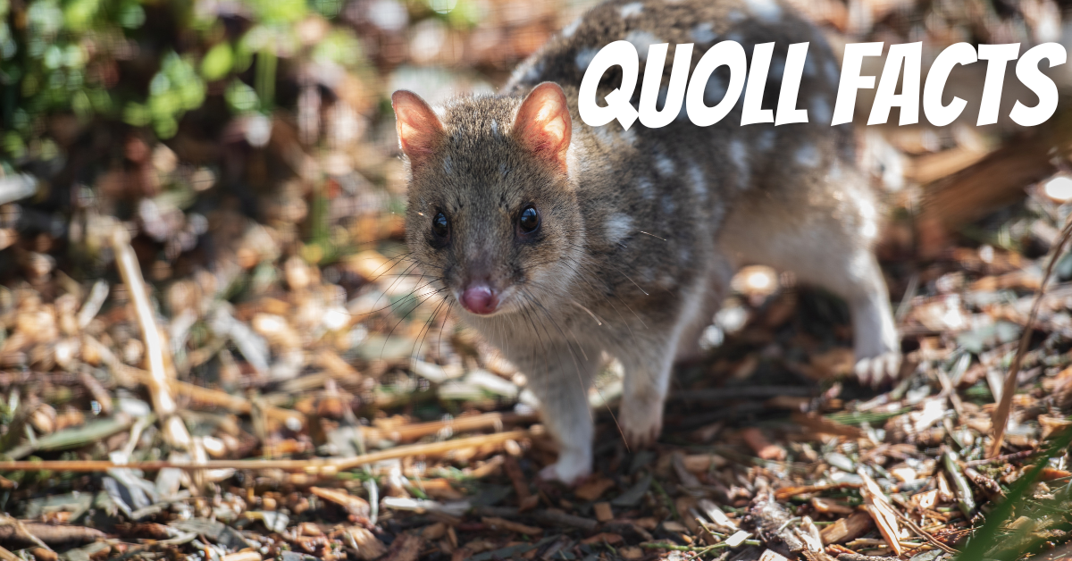Quoll Facts