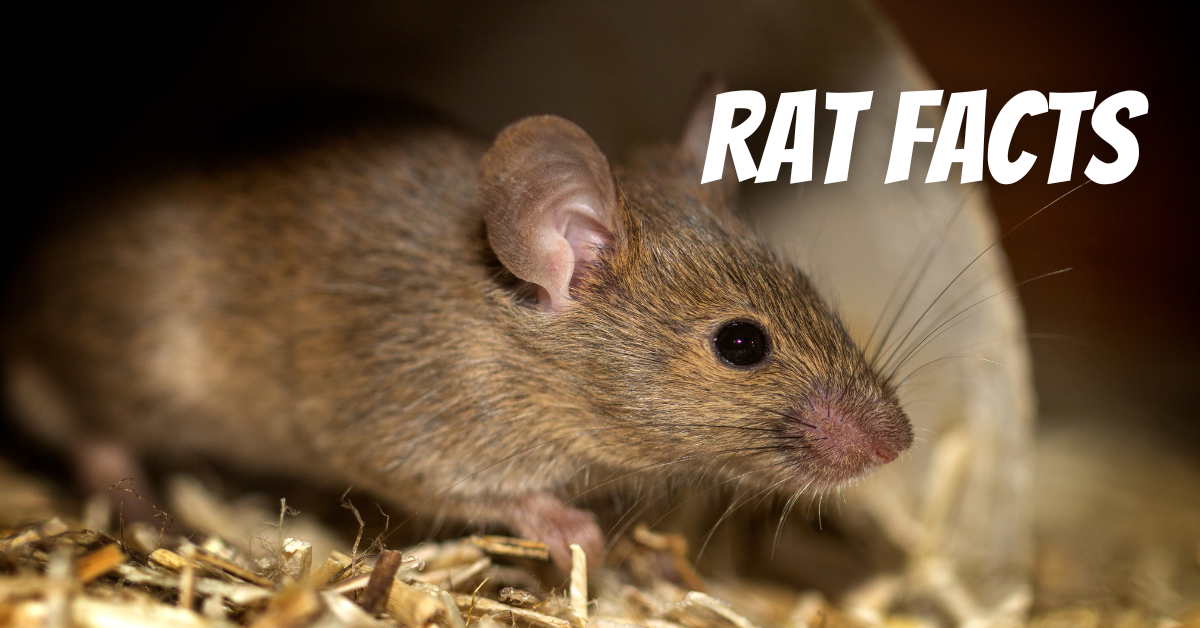 Rat facts