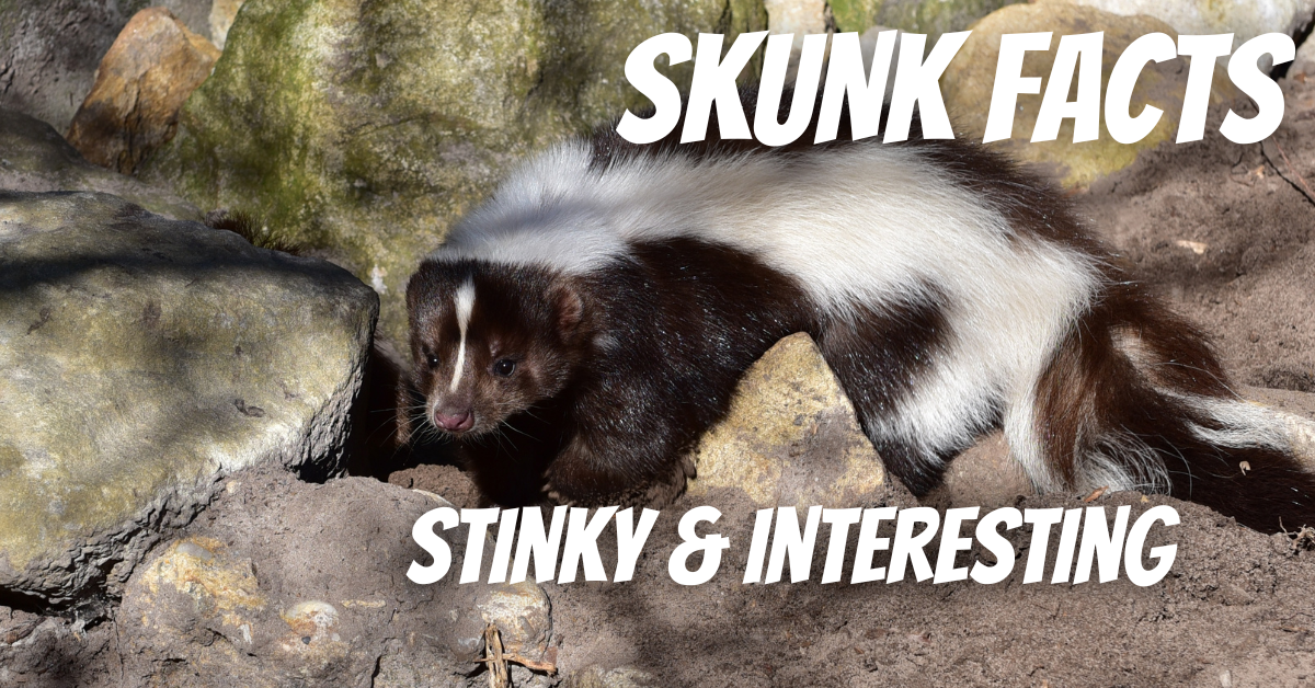 Skunk facts