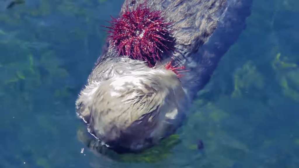 Otter eating sea urchin