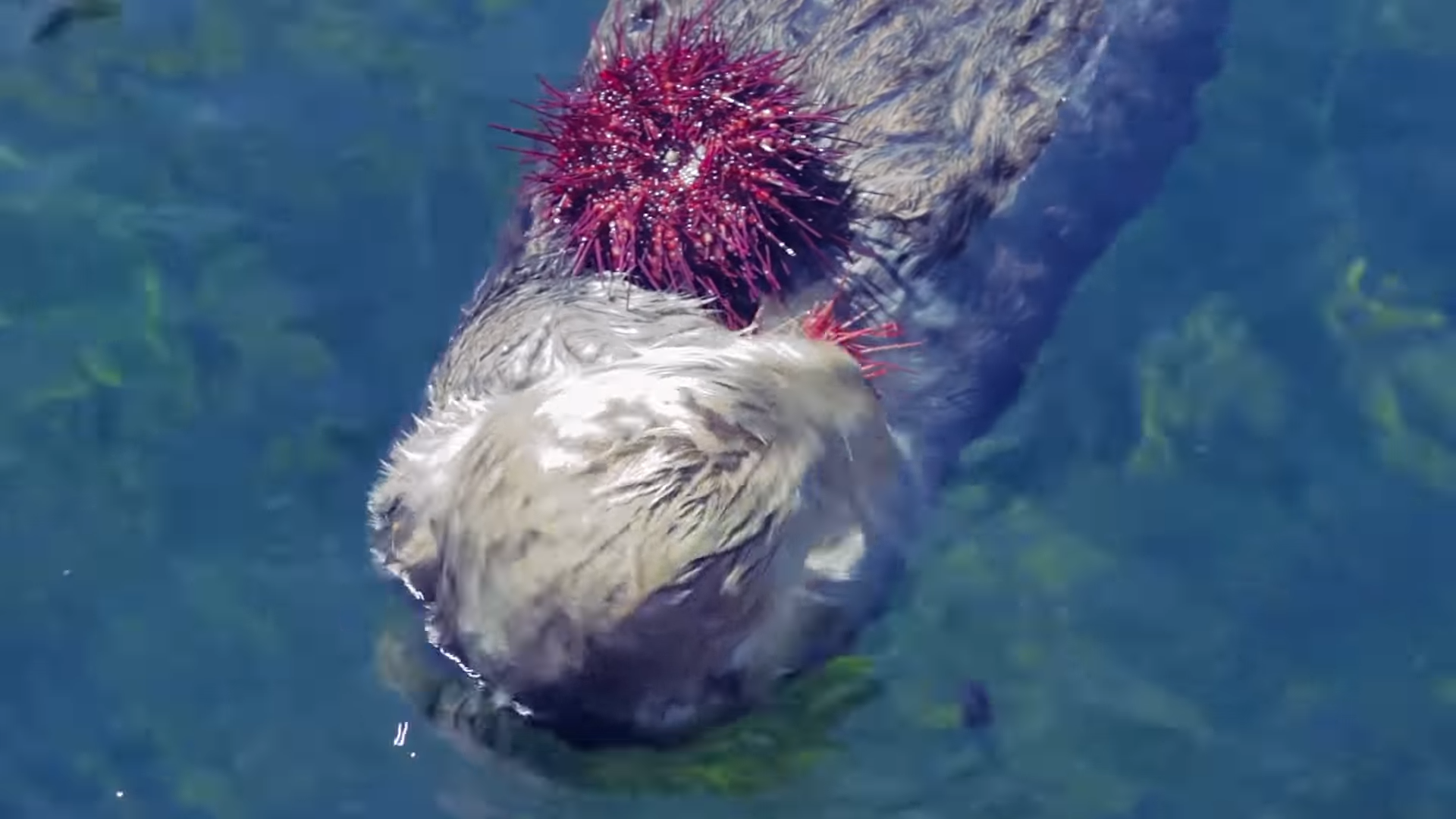 Do Otters Eat Sea Urchins? The Answer Nocturnal Animals