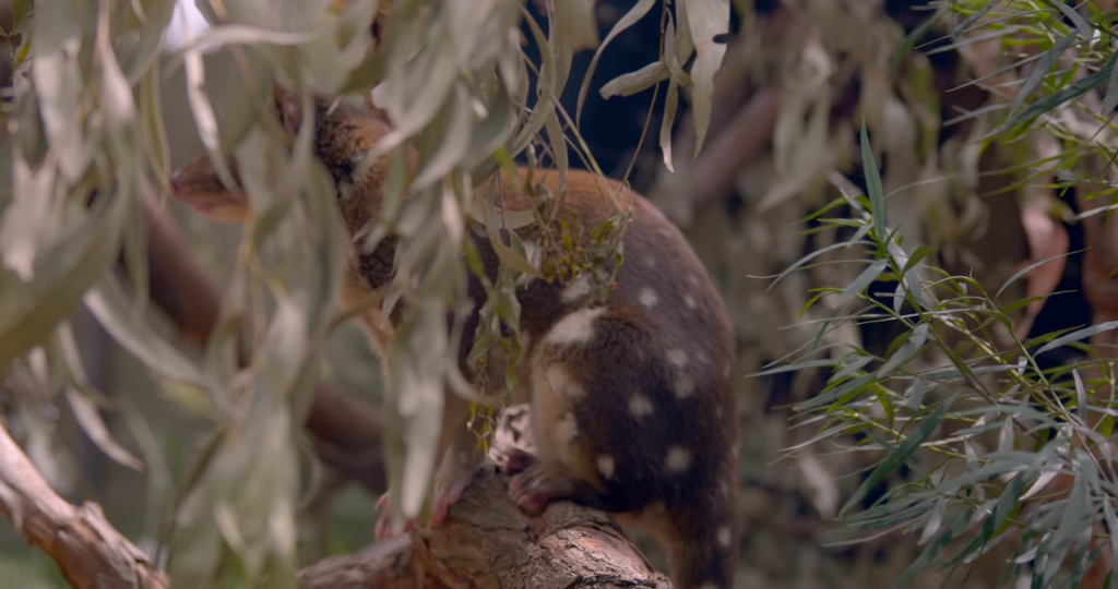Quoll in a tree