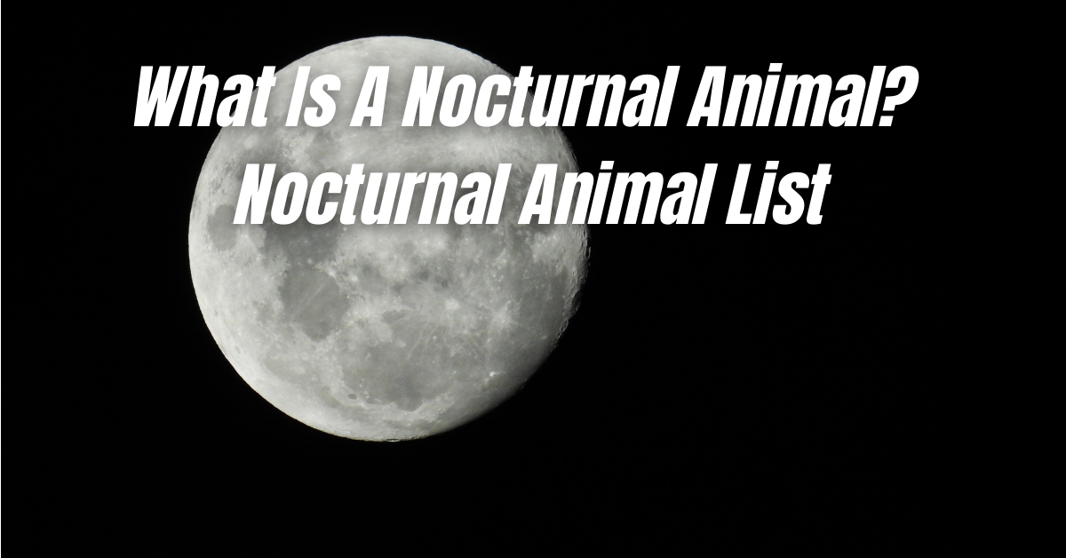 What Is A Nocturnal Animal? - Nocturnal Animal List