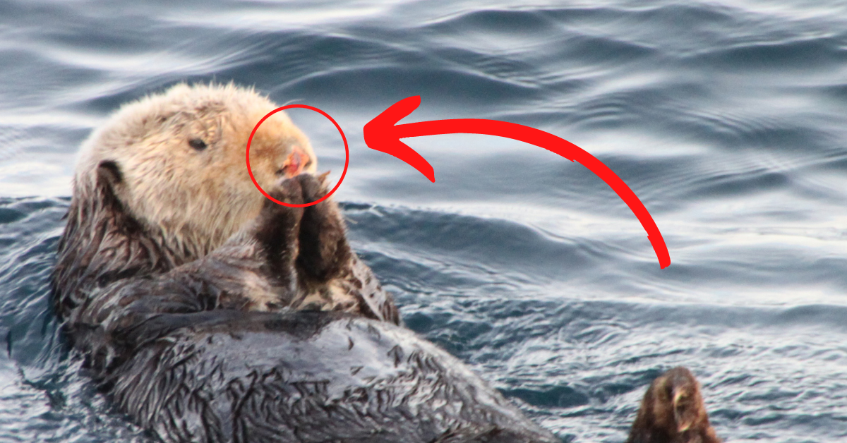 Why do female sea otters have scars on their noses?