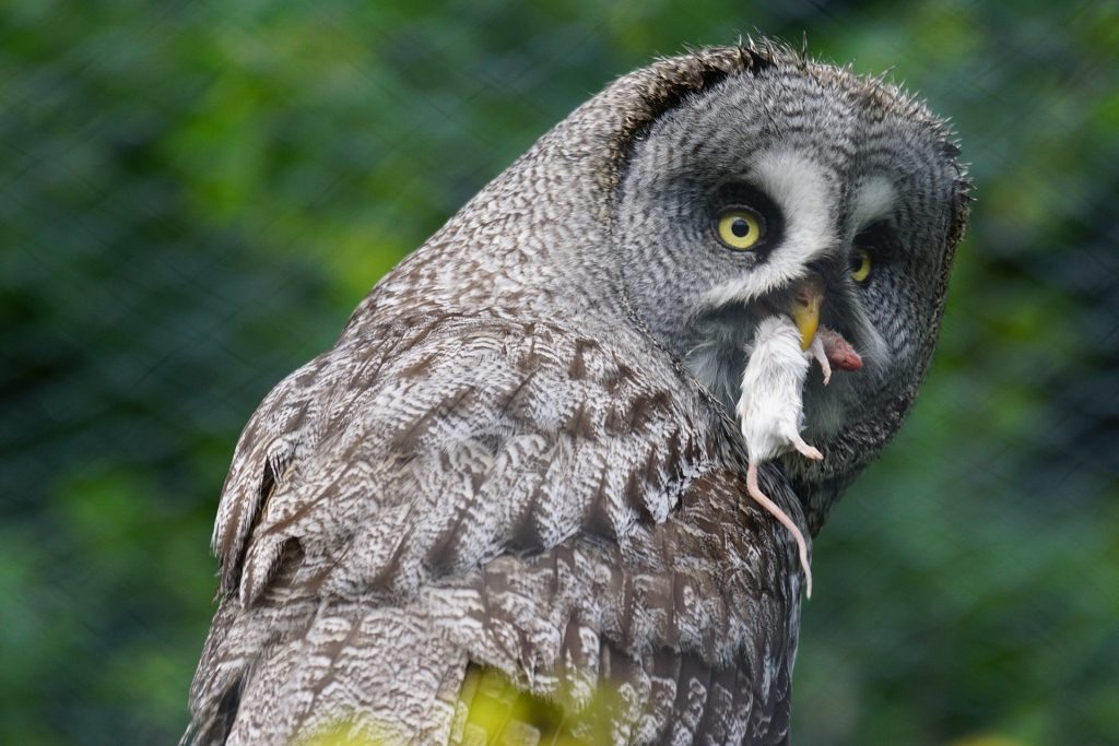 Owl eating mouse