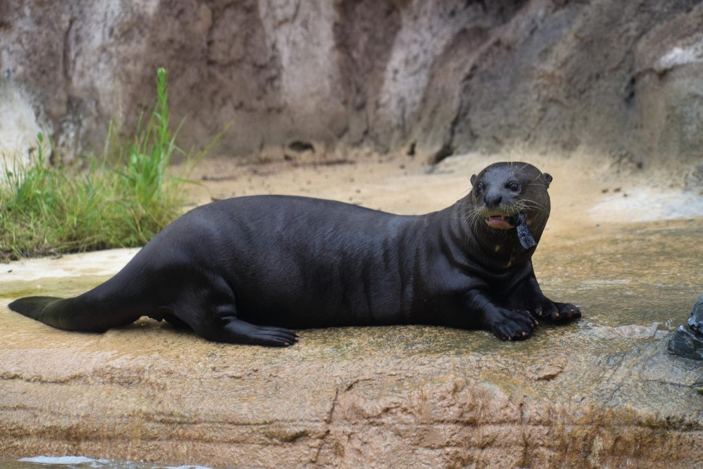 Giant Otter's Diet