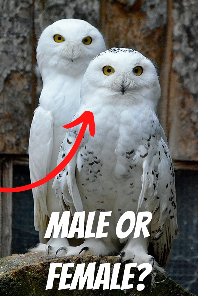 male and female snow owl