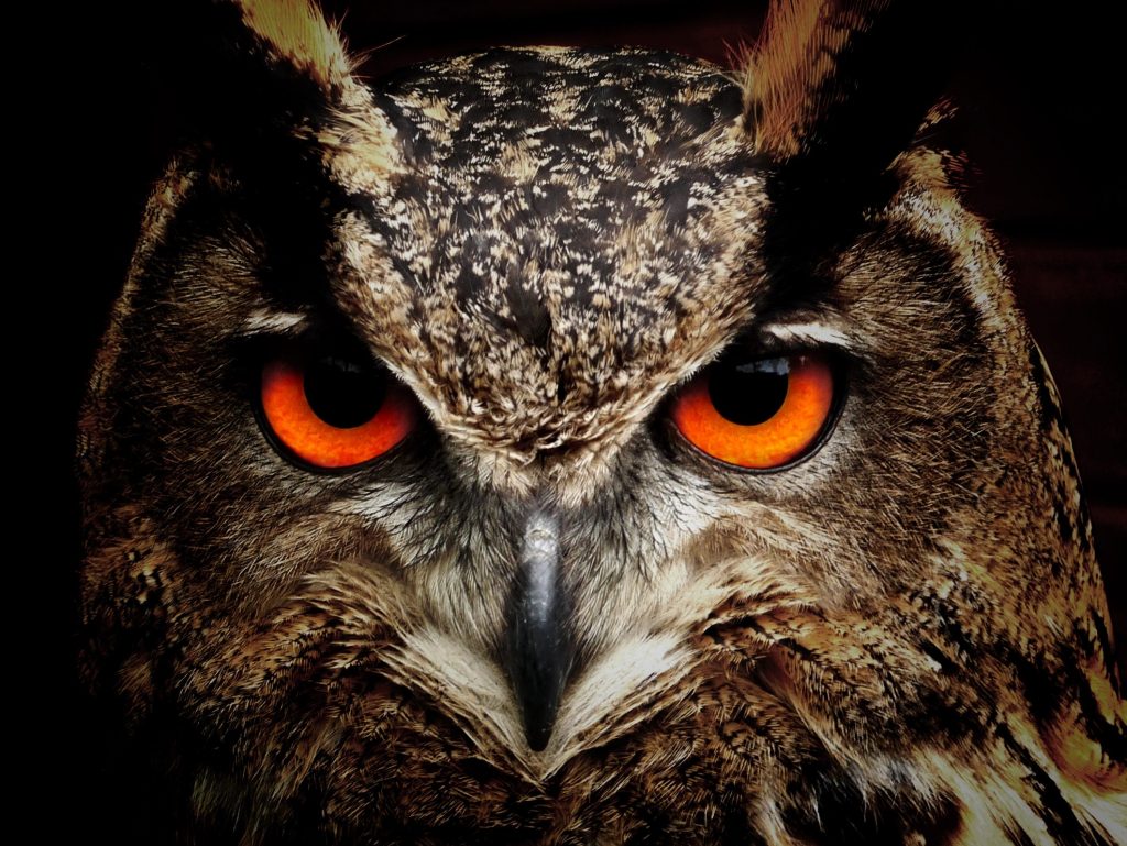 owl sight fact