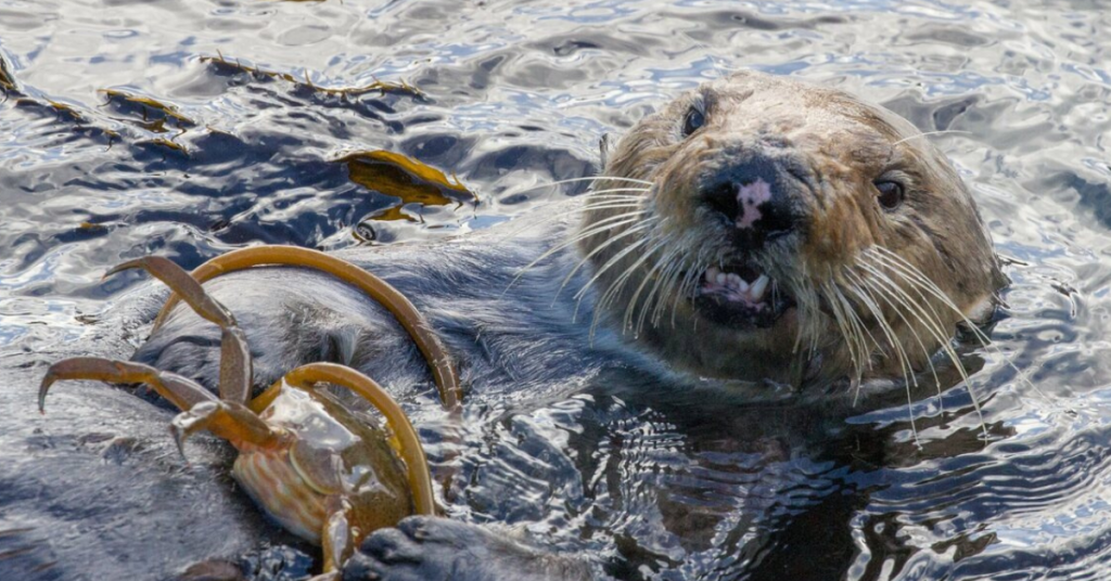 sea otter with scar on their nose