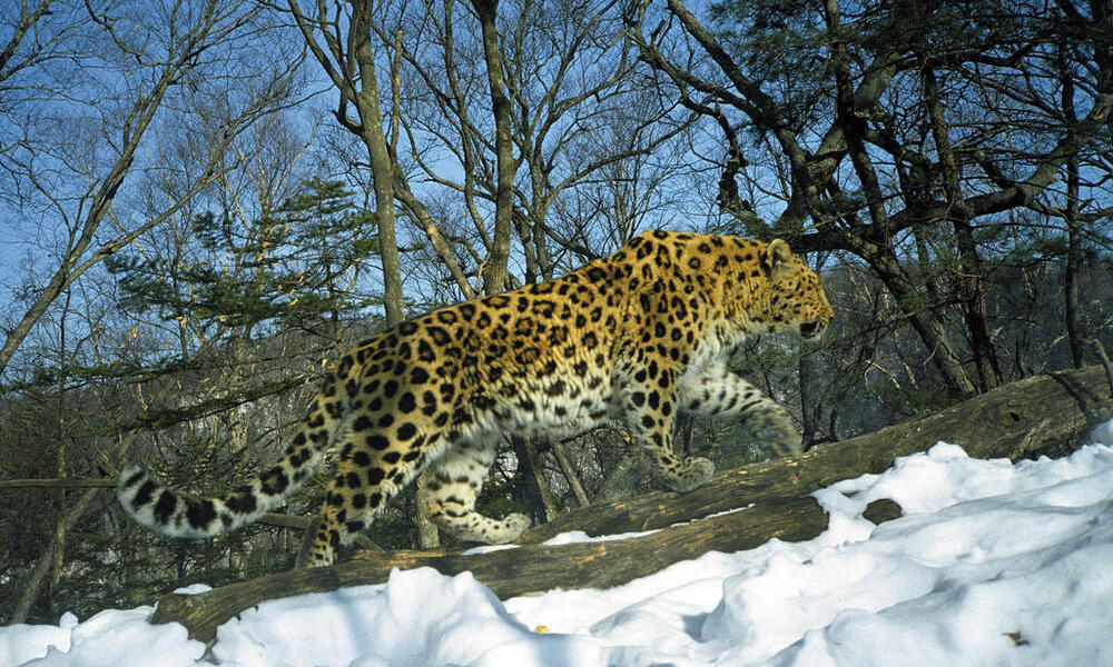 Amur Leopards