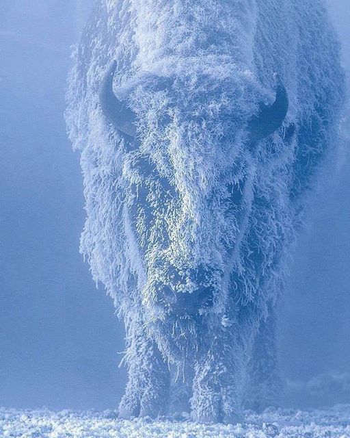 Buffalo at below 35 degrees
