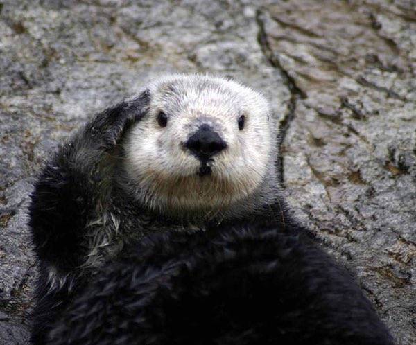 saluting otter