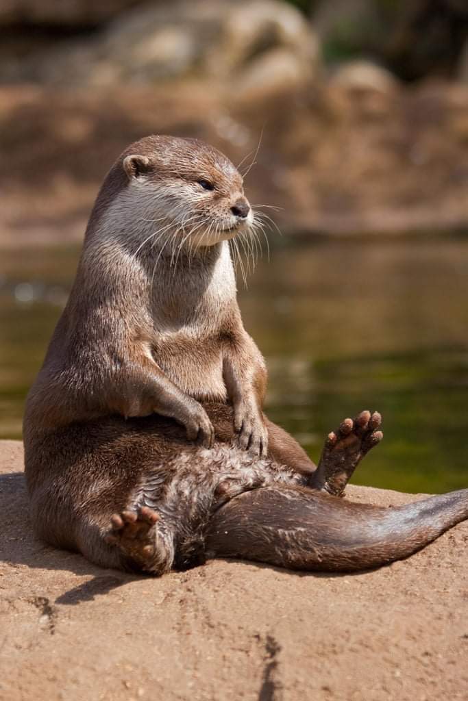 sitting otter