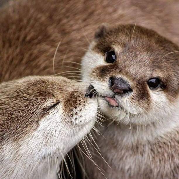 Otters kissing
