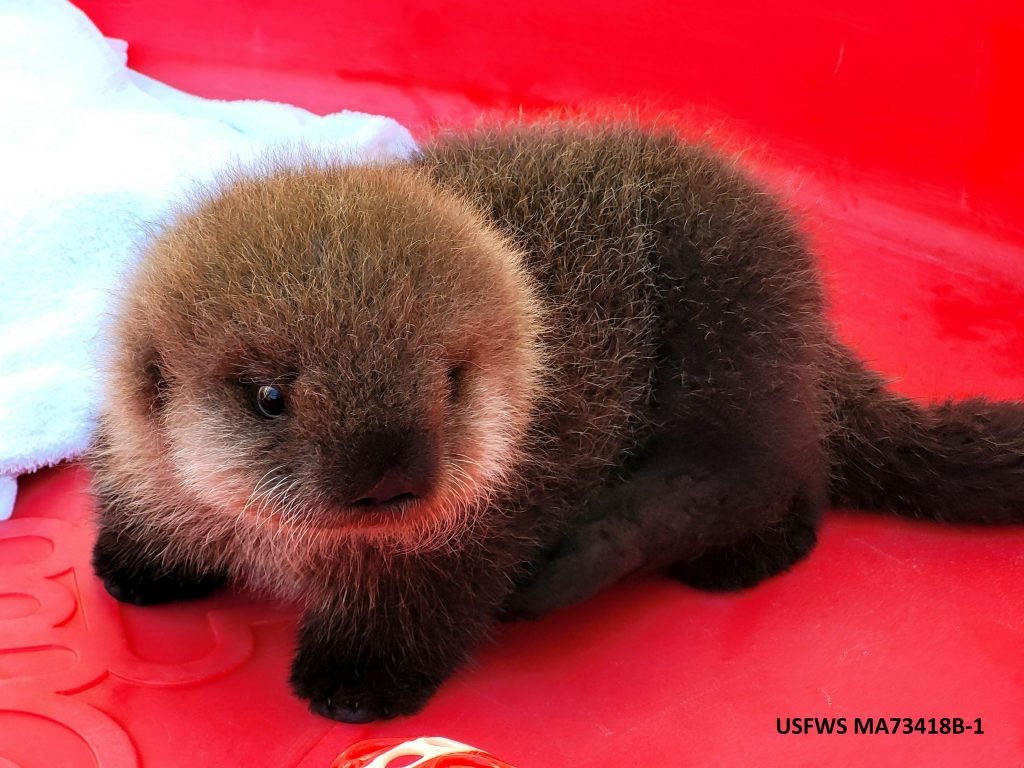 baby otter