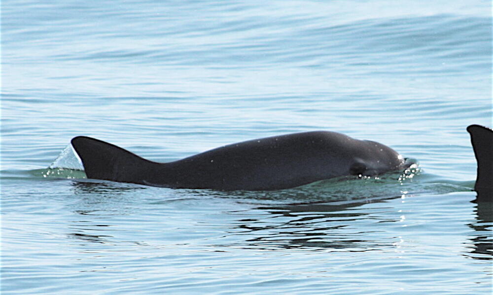 Vaquita