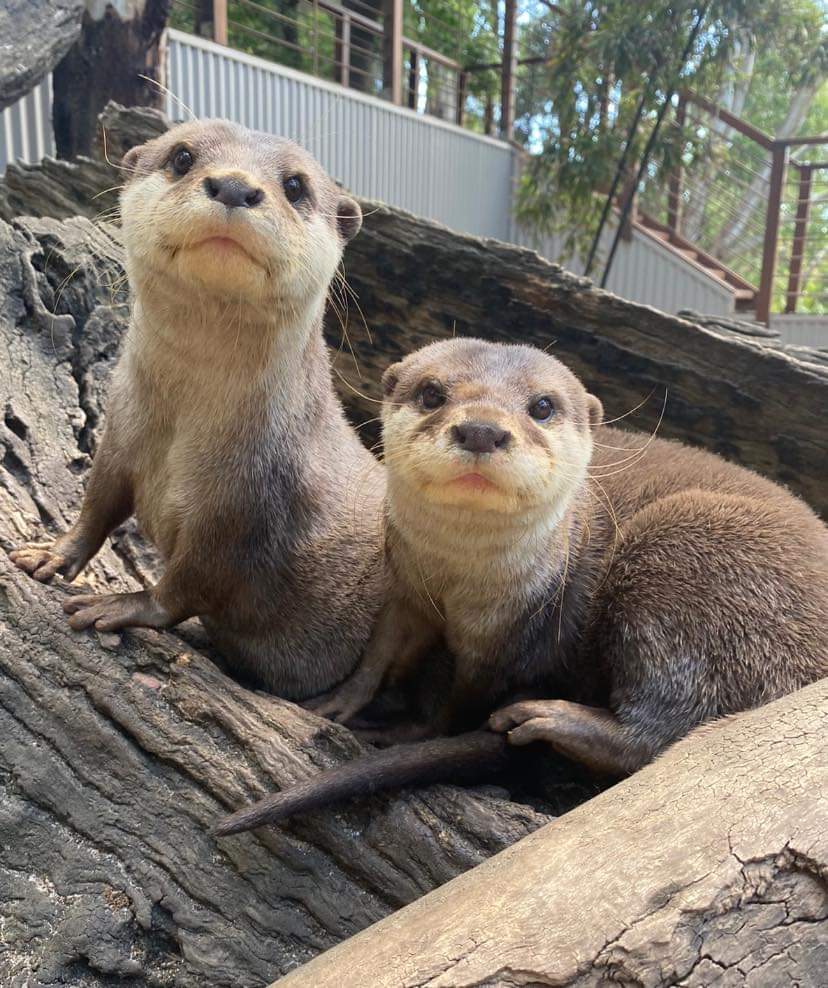 two sister otters