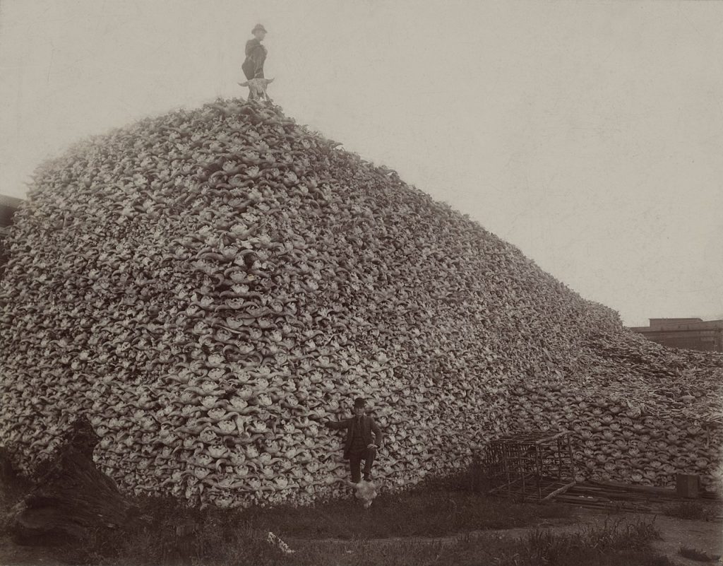 Bison Skulls