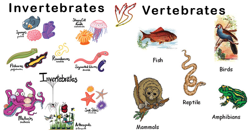 Invertebrates vs Vertebrates 