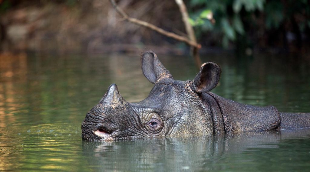 JAVAN RHINO