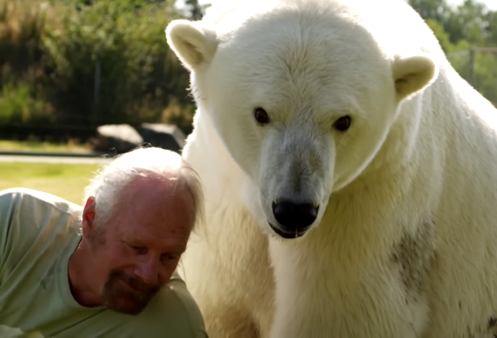 polar bear purring