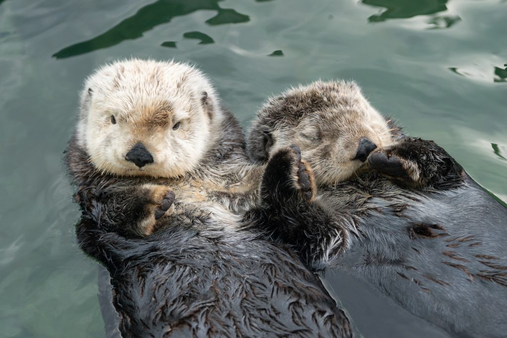 Otters holding hands while sleeping