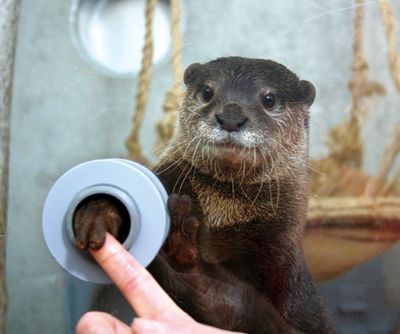otter shaking hands in japan