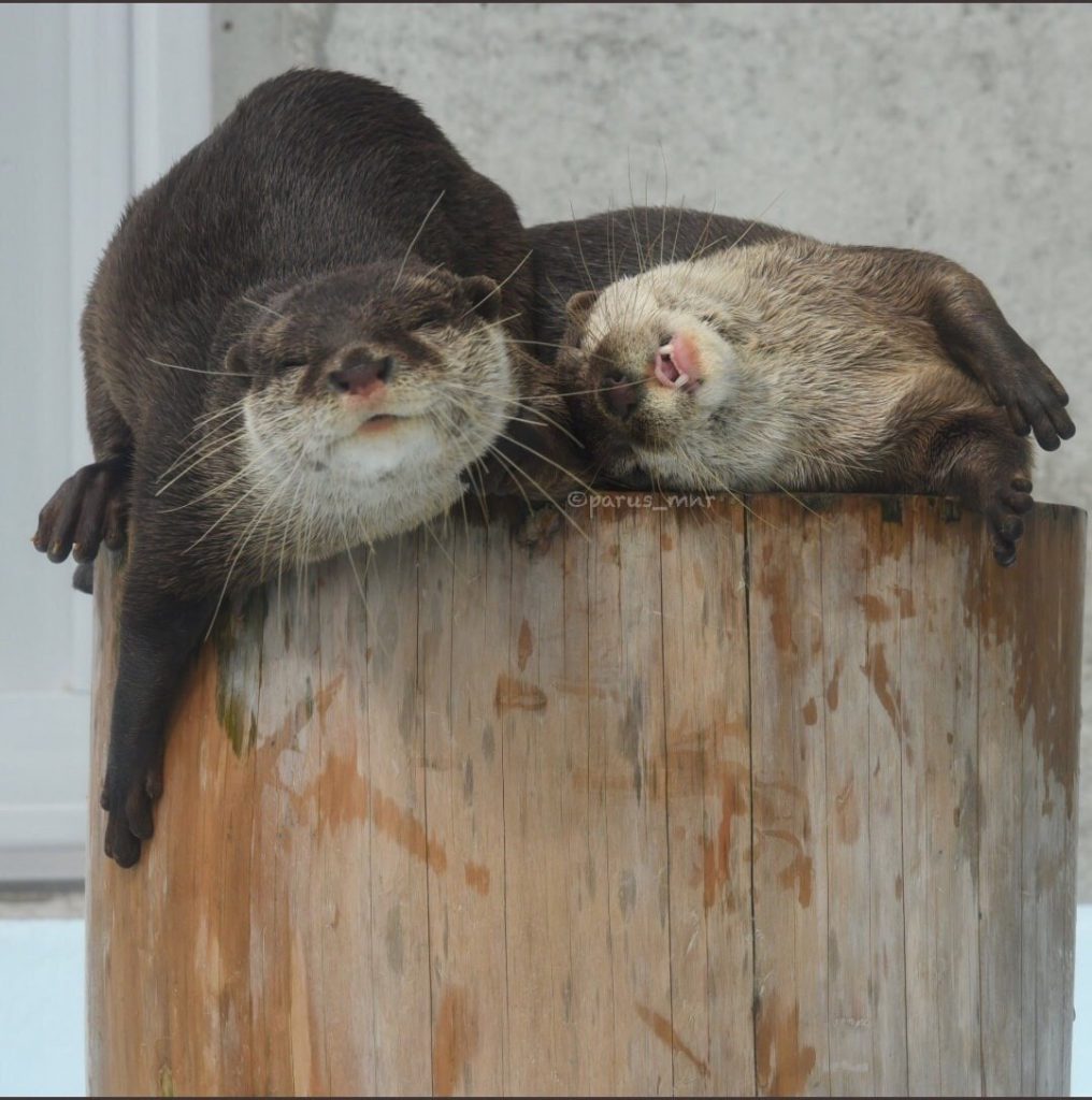 Do Otters Mate for Life?