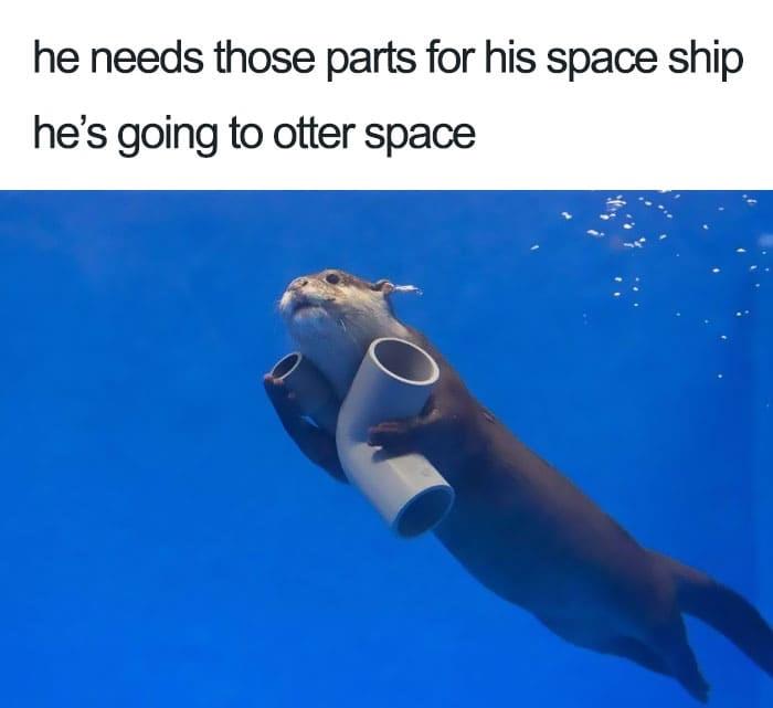 otter meme